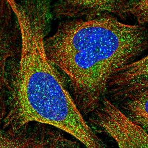 Anti-CENPI antibody produced in rabbit 