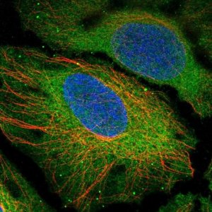 Anti-CENPM antibody produced in rabbit 