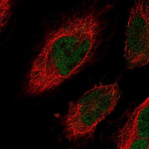 Anti-CENPN antibody produced in rabbit 