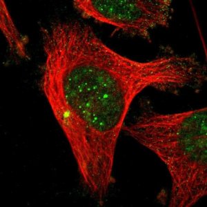 Anti-CENPU antibody produced in rabbit 