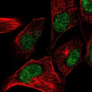 Anti-CENPW antibody produced in rabbit 