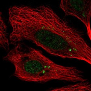 Anti-CEP112 antibody produced in rabbit 