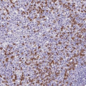 Anti-CEP120 antibody produced in rabbit 