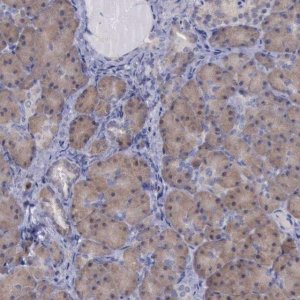 Anti-CEP128 antibody produced in rabbit 