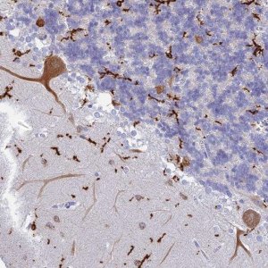 Anti-CEP152 antibody produced in rabbit 