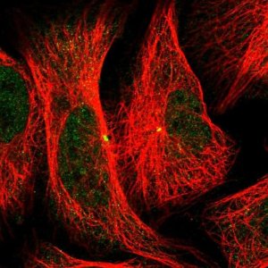 Anti-CEP152 antibody produced in rabbit 