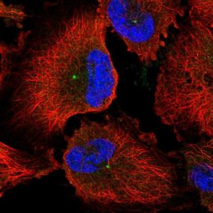 Anti-CEP170 antibody produced in rabbit 
