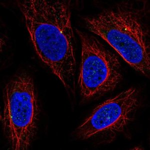 Anti-CEP19 antibody produced in rabbit 