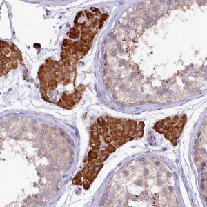 Anti-CEP295 antibody produced in rabbit 