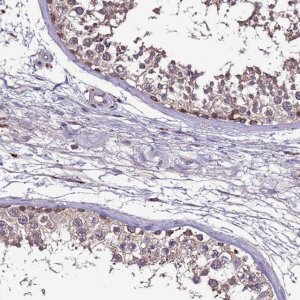 Anti-CEP55 antibody produced in rabbit 