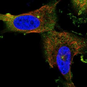 Anti-CEP55 antibody produced in rabbit 