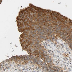 Anti-CEP57 antibody produced in rabbit 