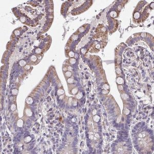 Anti-CEP63 antibody produced in rabbit 