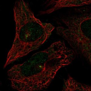 Anti-CEP72 antibody produced in rabbit 
