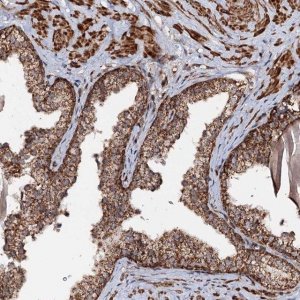 Anti-CEP76 antibody produced in rabbit 
