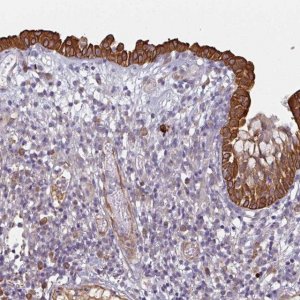 Anti-CEP78 antibody produced in rabbit 