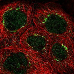 Anti-CEP83 antibody produced in rabbit 