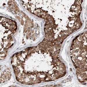 Anti-CEP85L antibody produced in rabbit 