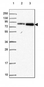 Anti-CEP95 antibody produced in rabbit 