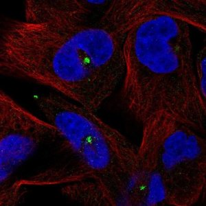Anti-CETN3 antibody produced in rabbit 