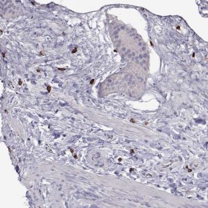 Anti-CFAP44 antibody produced in rabbit 