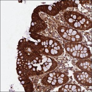 Anti-CFAP53 antibody produced in rabbit HPA041069-100UL