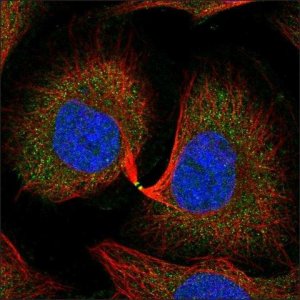 Anti-CFAP53 antibody produced in rabbit HPA041069-100UL