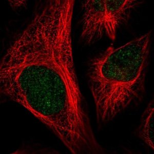 Anti-CFAP58 antibody produced in rabbit 