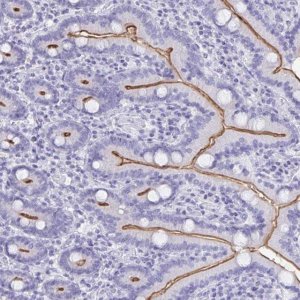 Anti-CFAP69 antibody produced in rabbit 