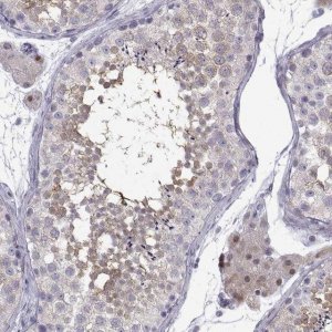 Anti-CFAP70 antibody produced in rabbit 