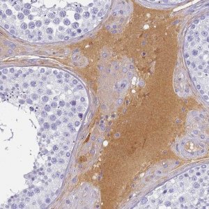Anti-CFHR1 antibody produced in rabbit HPA038915-100UL
