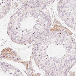 Anti-CFHR2 antibody produced in rabbit 