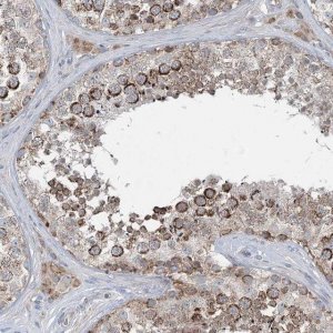 Anti-CHCHD5 antibody produced in rabbit 