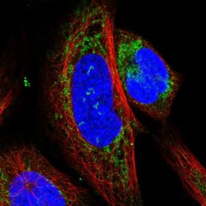 Anti-CHCHD5 antibody produced in rabbit 