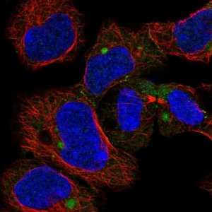 Anti-CHCHD7 antibody produced in rabbit 
