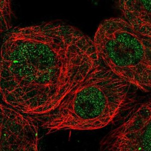 Anti-CHD8 antibody produced in rabbit 