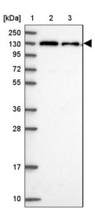 Anti-CHERP antibody produced in rabbit 