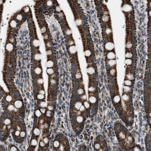 Anti-CHN2 antibody produced in rabbit 