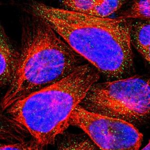 Anti-CHP1 antibody produced in rabbit 