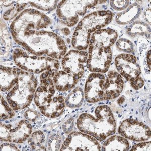 Anti-CHRDL2 antibody produced in rabbit 