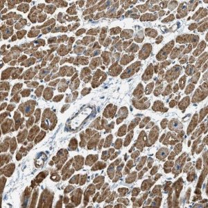 Anti-CHST15 antibody produced in rabbit 
