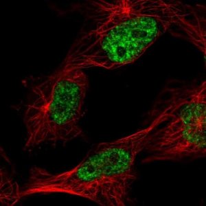 Anti-CHTOP antibody produced in rabbit 
