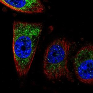 Anti-CISD1 antibody produced in rabbit 