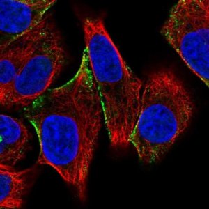 Anti-CITED4 antibody produced in rabbit 