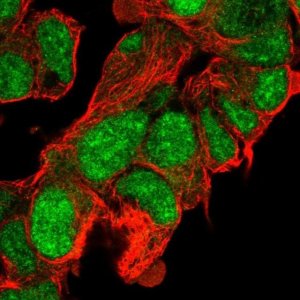 Anti-CLASRP antibody produced in rabbit 