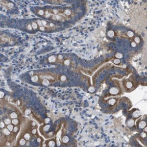 Anti-CLCA4 antibody produced in rabbit 