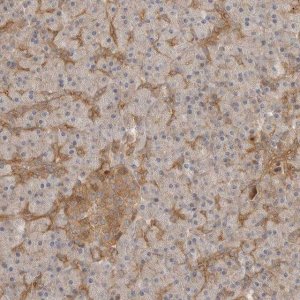 Anti-CLDN12 antibody produced in rabbit 