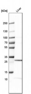 Anti-CLDN12 antibody produced in rabbit 