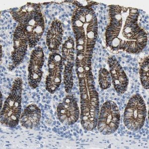 Anti-CLDN3 antibody produced in rabbit 