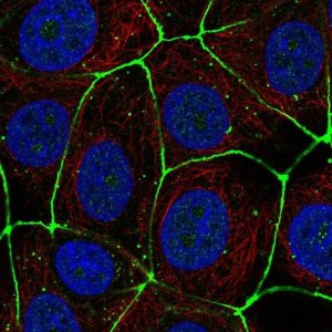 Anti-CLDN3 antibody produced in rabbit 